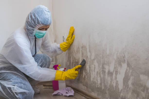 Best Residential Mold Remediation in Pocomoke City, MD