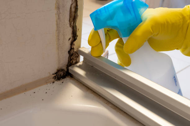 Best Basement Mold Remediation in Pocomoke City, MD