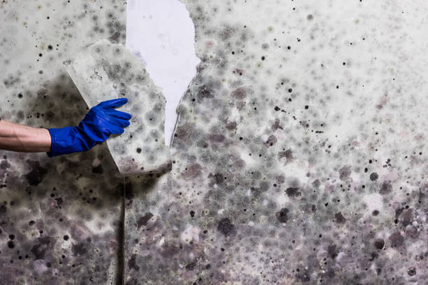 Best Insurance-Related Mold Remediation in Pocomoke City, MD