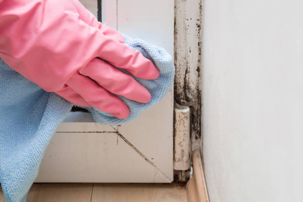 Best Localized Mold Remediation (e.g., coastal areas, humid climates) in Pocomoke City, MD